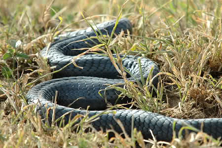 Rắn Mamba Đen (Dendroaspis polylepis). sinh sống chủ yếu tại trung tâm và miền nam Châu Phi. Chiều dài trung bình: 7-9 feet (2 – 3 mét). Nọc của Mamba Đen có thể giết chết 1 người trưởng thành.