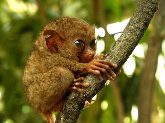 ngam nhung dong vat dang yeu it nguoi biet - tarsier (mot loai linh truong)