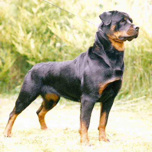 Cách chọn giống và chăm sóc chó Rottweiler