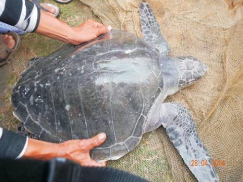 Rùa biển quý hiếm vừa được phát hiện