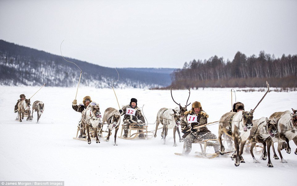 Người dân Yakutia ở Sakha đang sống trong cảnh nghèo khó vì đàn tuần lộc của họ thường xuyên bị lũ chó sói tấn công. C