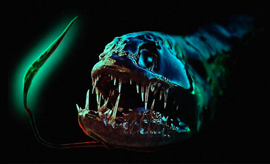 Cá rồng là loài cá dữ, săn mồi tàn bạo dưới đáy đại dương. Chúng có những chiếc răng sắc và quá lớn so với toàn thân. Kích thước chùng không lớn, khoảng 15 centimet là cùng nhưng trông thật quái dị.