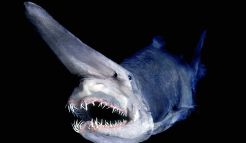 Cá mập yêu tinh (goblin shark) có cái đầu dị dạng với những chiếc răng lởm chởm ghê rợn, chiếc mũi kéo dài.