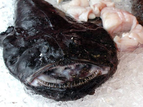 Loài cá chày (Monkfish) sinh sống chủ yếu ở Tây Bắc Đại Tây Dương, có da màu đen, miệng rộng với những chiếc răng sắc nhọn.