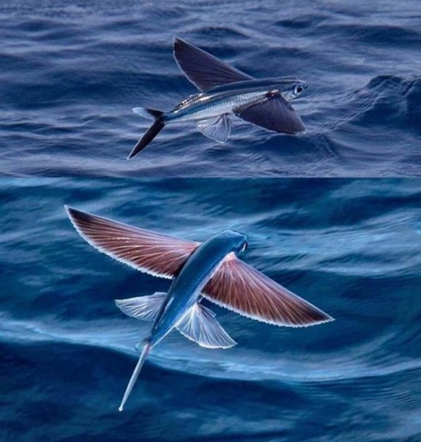 Cá bay sống ở vùng nước nhiệt đới và cận nhiệt đới. Với đôi cánh đặc biệt, chúng có thể bay lên khỏi mặt nước ở một khoảng cách đáng kể.