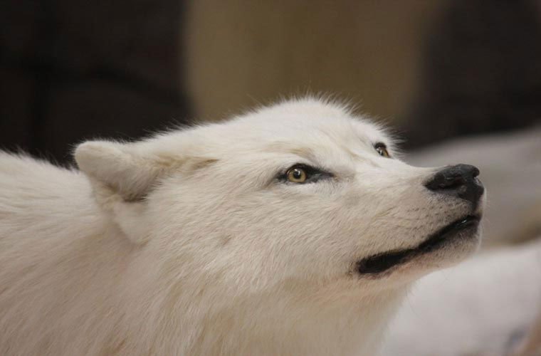 Vẻ đẹp hoang dại của loài sói trắng Bắc cực