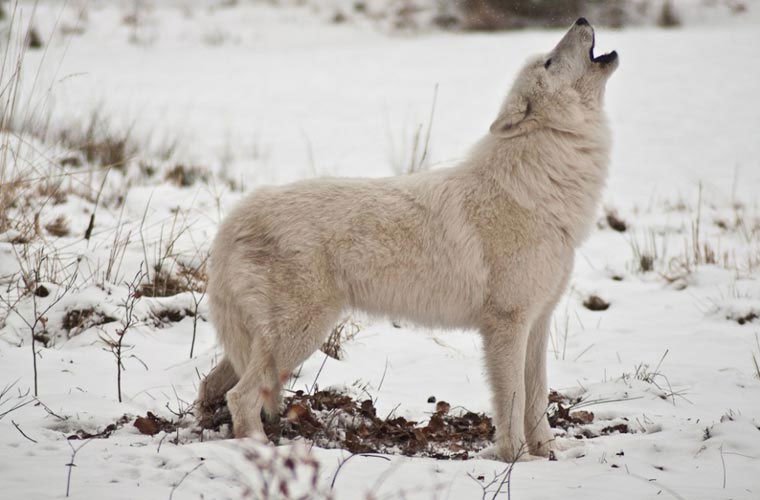 Vẻ đẹp hoang dại của loài sói trắng Bắc cực