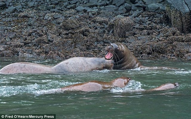 Sư tử biển gần 1 tấn hất cá mập lên trời rồi ăn thịt - 1