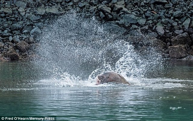 Sư tử biển gần 1 tấn hất cá mập lên trời rồi ăn thịt - 2