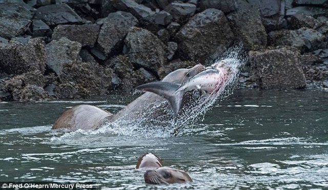 Sư tử biển gần 1 tấn hất cá mập lên trời rồi ăn thịt - 3