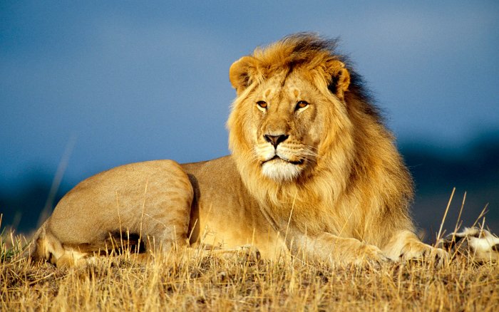 Sư tử cái trong đàn giữ vai trò đi săn vì chúng có kích thước nhỏ hơn.