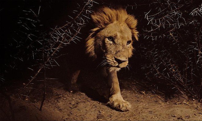 Chùm ảnh: Cuộc sống loài sư tử