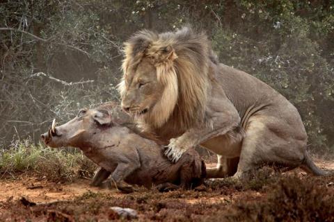 Những móng vuốt sắc nhọn của sư tử cào những vệt đau đớn trên da lợn nanh sừng.  