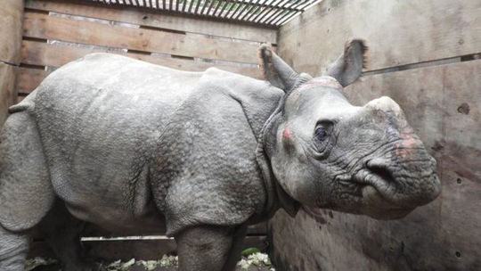 Lũ cuốn tê giác quý hiếm trôi 42 km, từ Nepal tới Ấn Độ - Ảnh 1.