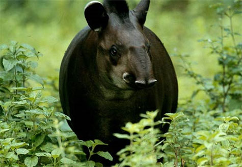 Heo vòi Tapir