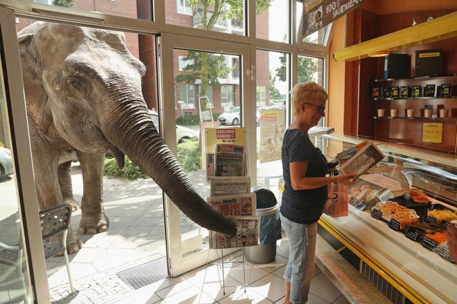 Maja, con voi 49 tuổi, thò vòi vào một tiệm bánh ở Berlin, Đức. 