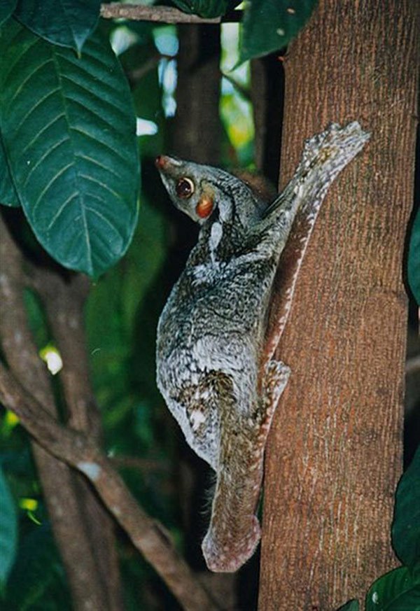 Loài vượn này có tập tính sống về đêm, trốn trên các cây cao, ít khi xuống đất