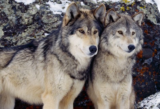 Chó và chó sói có bộ gene rất giống nhau
