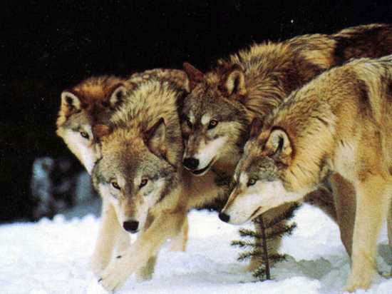 Ăn thịt đồng loại là điều khá phổ biến trong thế giới của loài sói. 