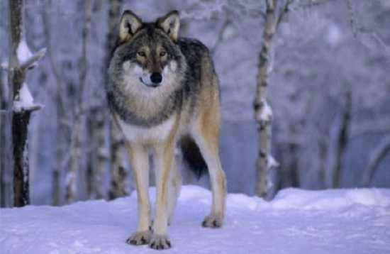 Thực tế sói ở Châu Mỹ khá hiền và ít tấn công con người hơn các nơi khác