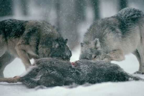 Loài sói có thể ăn bất cứ thứ gì để sống, ngay cả các loài vật đã chết lâu ngày.